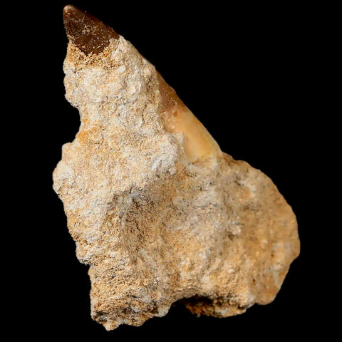 1.7" Plesiosaur Zarafasaura Tooth Fossil In Matrix Cretaceous Dinosaur Era COA - Fossil Age Minerals