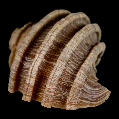 1.6" Ecphora Gardnerae Gastropod Fossil Shell Lee Creek Miocene Epoch North Carolina - Fossil Age Minerals