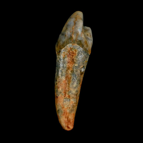 1.6" Extinct Cave Bear Ursus Spelaeus Incisor Tooth Rooted Pleistocene Age COA, Stand