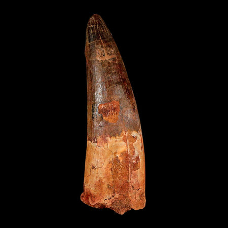 XL 3.9" Spinosaurus Fossil Tooth 100 Million Years Old Cretaceous Dinosaur COA