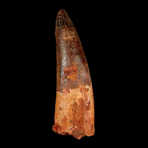XL 3.9" Spinosaurus Fossil Tooth 100 Million Years Old Cretaceous Dinosaur COA - Fossil Age Minerals