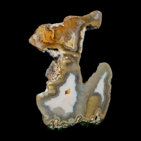 1.9" Agatized Coral Slabs Fossil Oligocene and Miocene Epochs Suwannee River Florida