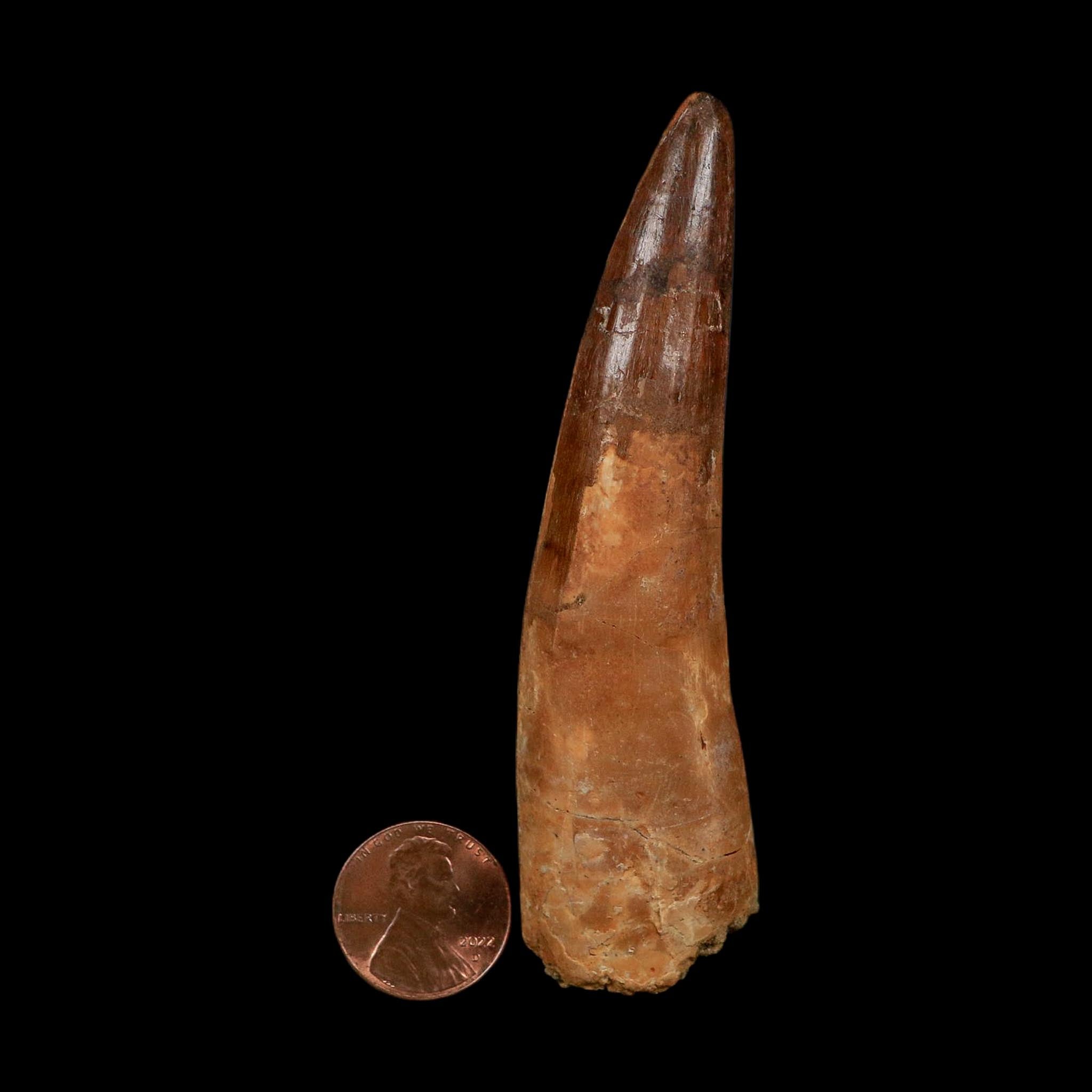 XL 3.7" Spinosaurus Fossil Tooth 100 Million Years Old Cretaceous Dinosaur COA