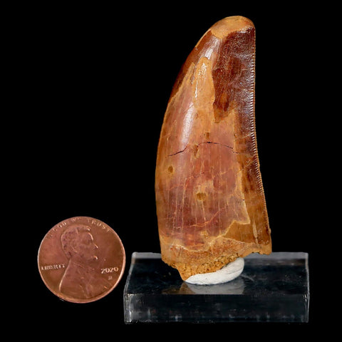 2.2" Carcharodontosaurus Fossil Tooth Cretaceous Dinosaur Morocco COA, Stand - Fossil Age Minerals