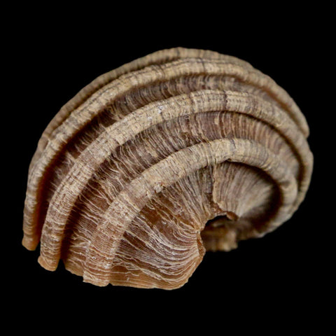 1.6" Ecphora Gardnerae Gastropod Fossil Shell Lee Creek Miocene Epoch North Carolina - Fossil Age Minerals