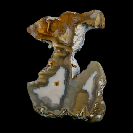 1.9" Agatized Coral Slabs Fossil Oligocene and Miocene Epochs Suwannee River Florida