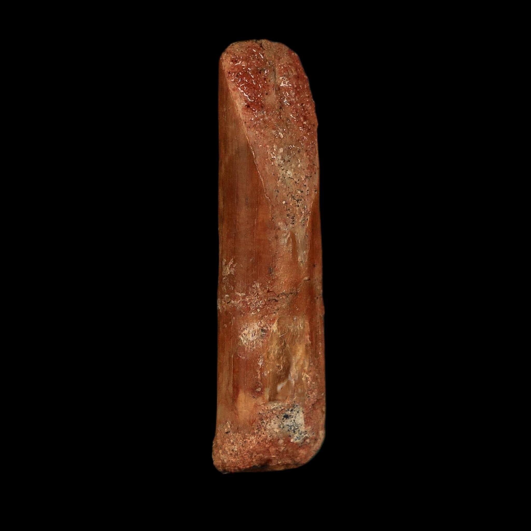 1.2" Rebbachisaurus Sauropod Fossil Tooth Early Cretaceous Dinosaur COA, Display - Fossil Age Minerals