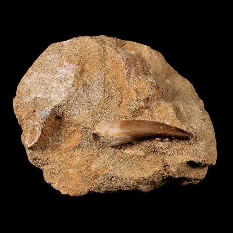 1.7" Plesiosaur Zarafasaura Tooth Fossil In Matrix Cretaceous Dinosaur Era COA - Fossil Age Minerals