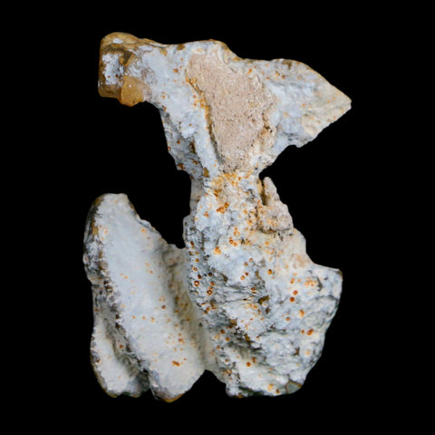 1.9" Agatized Coral Slabs Fossil Oligocene and Miocene Epochs Suwannee River Florida