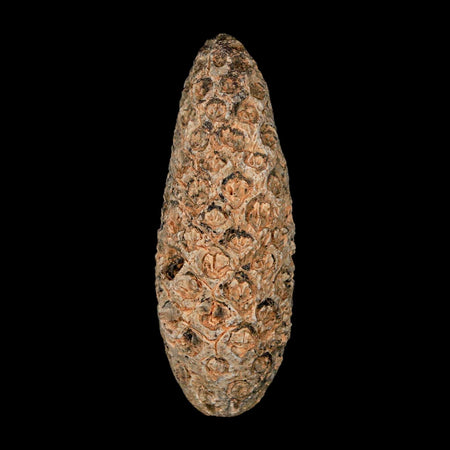 XL 2.1" Fossil Pine Cone Equicalastrobus Replaced By Agate Eocene Age Seeds Fruit