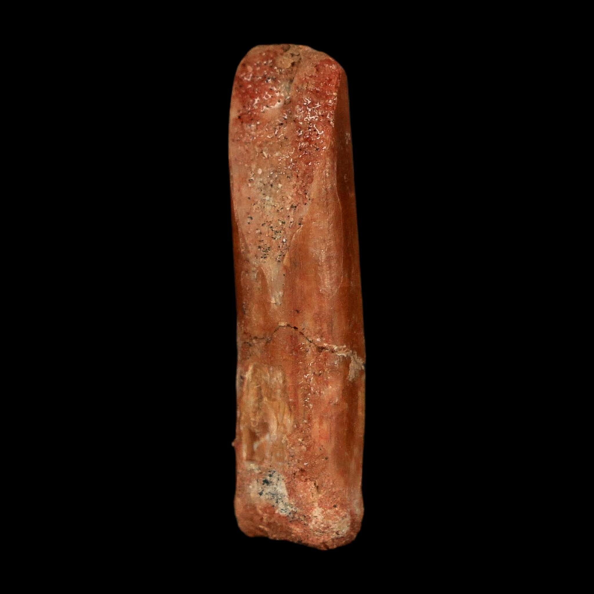 1.2" Rebbachisaurus Sauropod Fossil Tooth Early Cretaceous Dinosaur COA, Display - Fossil Age Minerals
