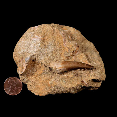 1.7" Plesiosaur Zarafasaura Tooth Fossil In Matrix Cretaceous Dinosaur Era COA - Fossil Age Minerals