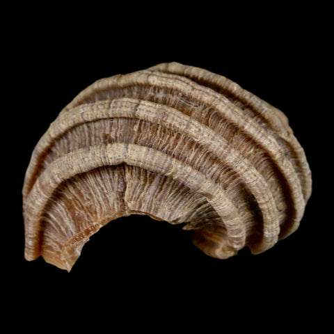 1.6" Ecphora Gardnerae Gastropod Fossil Shell Lee Creek Miocene Epoch North Carolina - Fossil Age Minerals