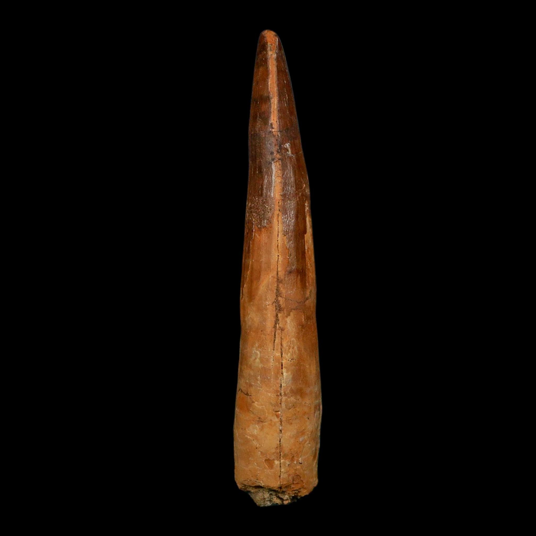 XL 3.7" Spinosaurus Fossil Tooth 100 Million Years Old Cretaceous Dinosaur COA