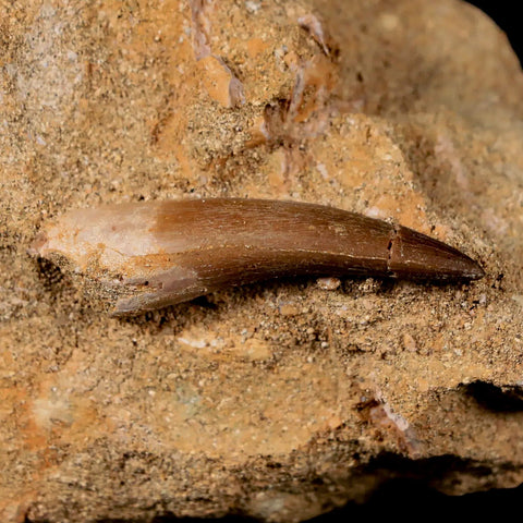 1.7" Plesiosaur Zarafasaura Tooth Fossil In Matrix Cretaceous Dinosaur Era COA - Fossil Age Minerals