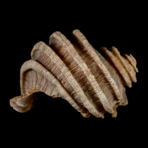 1.6" Ecphora Gardnerae Gastropod Fossil Shell Lee Creek Miocene Epoch North Carolina - Fossil Age Minerals