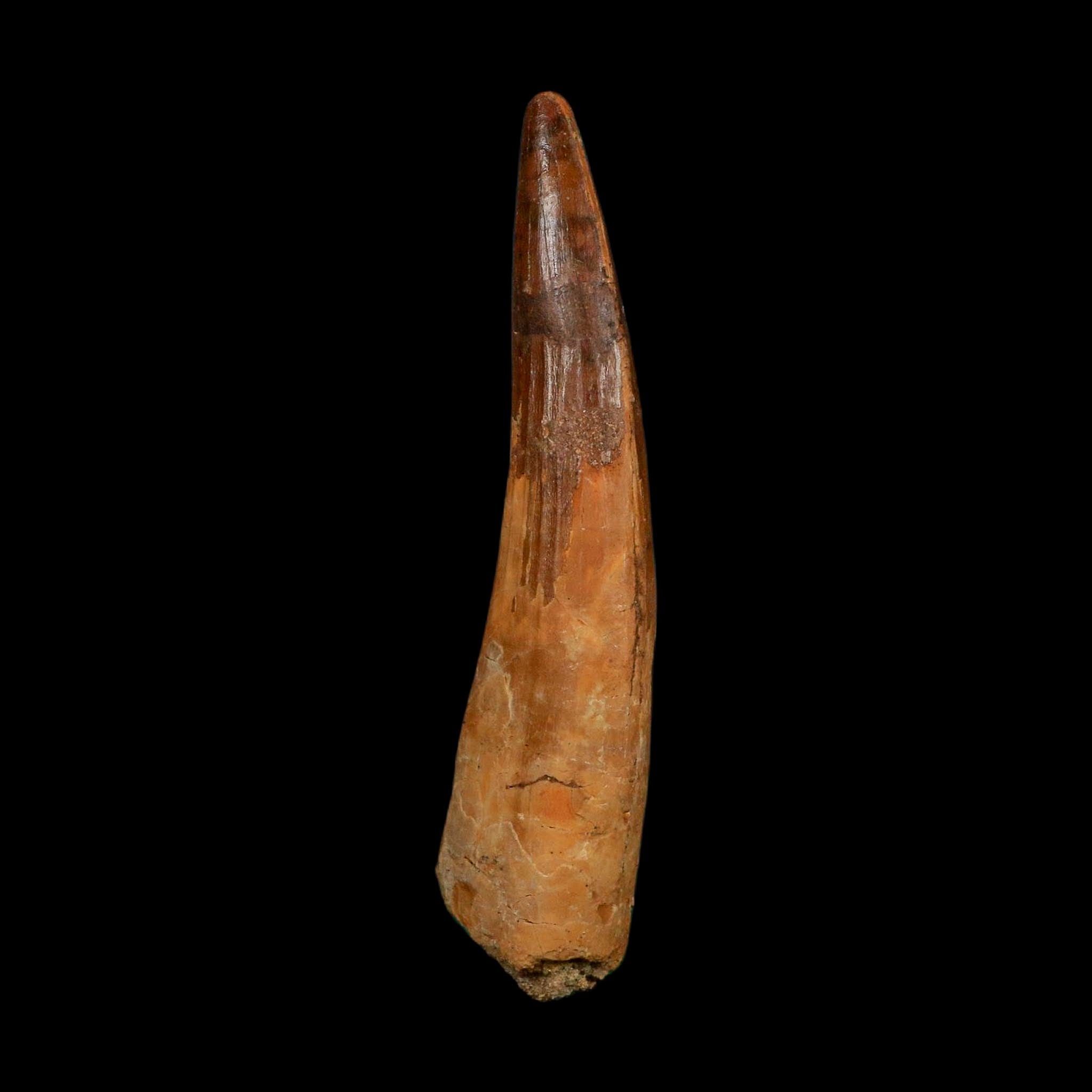 XL 3.7" Spinosaurus Fossil Tooth 100 Million Years Old Cretaceous Dinosaur COA