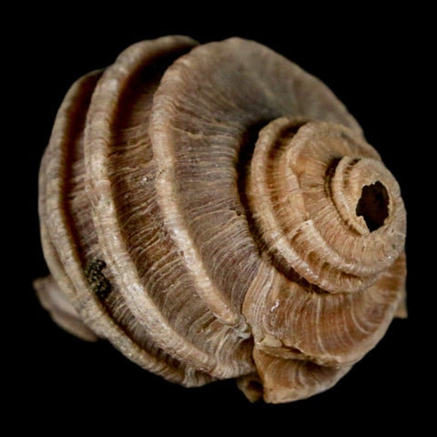 1.6" Ecphora Gardnerae Gastropod Fossil Shell Lee Creek Miocene Epoch North Carolina - Fossil Age Minerals