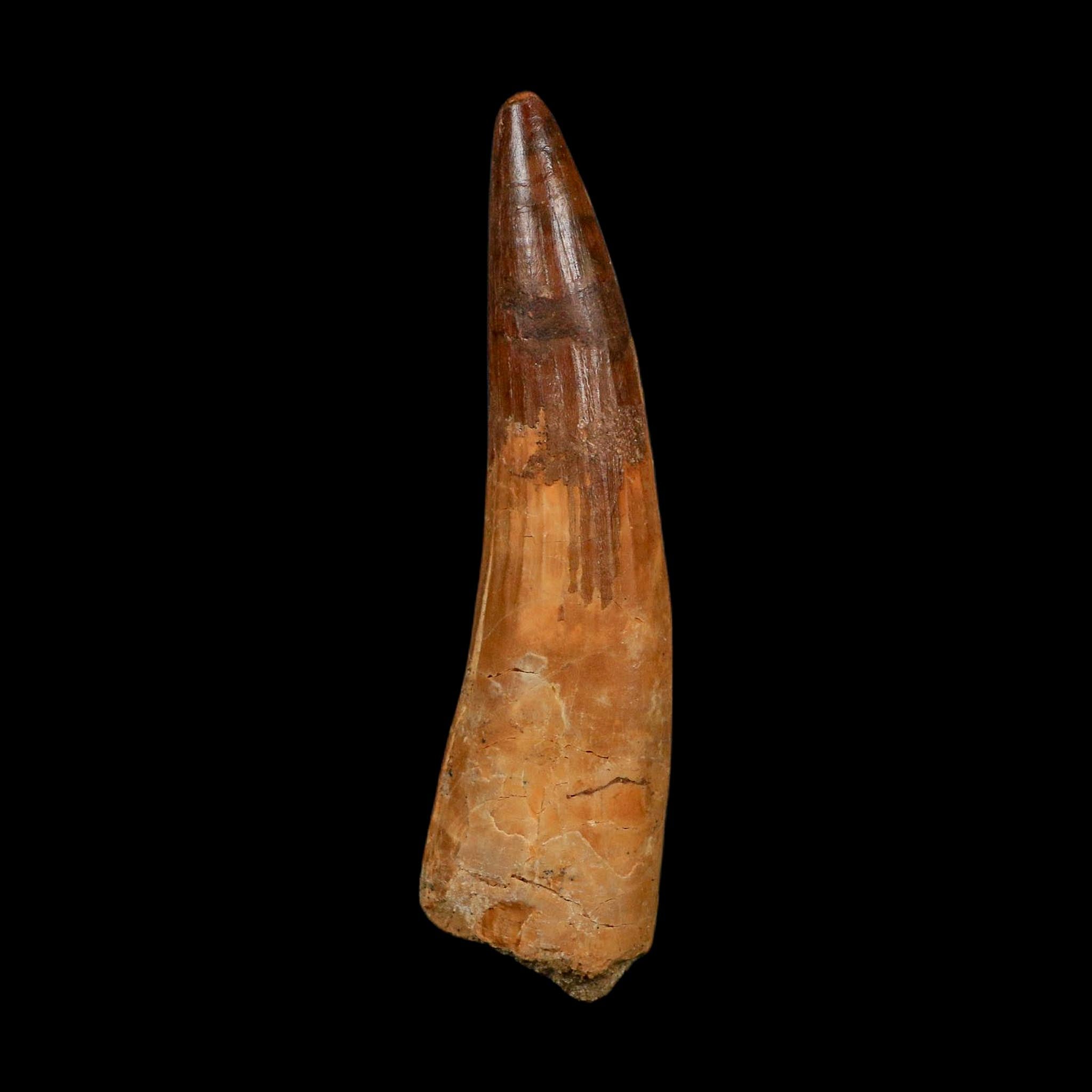 XL 3.7" Spinosaurus Fossil Tooth 100 Million Years Old Cretaceous Dinosaur COA