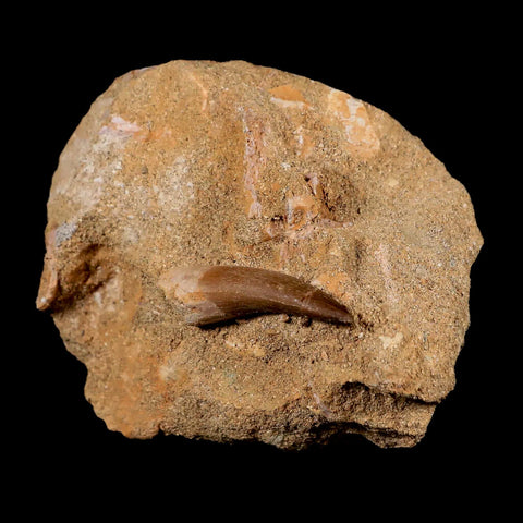 1.7" Plesiosaur Zarafasaura Tooth Fossil In Matrix Cretaceous Dinosaur Era COA - Fossil Age Minerals