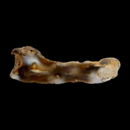 3.2" Agatized Coral Slabs Fossil Oligocene and Miocene Epochs Suwannee River Florida