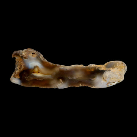 3.2" Agatized Coral Slabs Fossil Oligocene and Miocene Epochs Suwannee River Florida