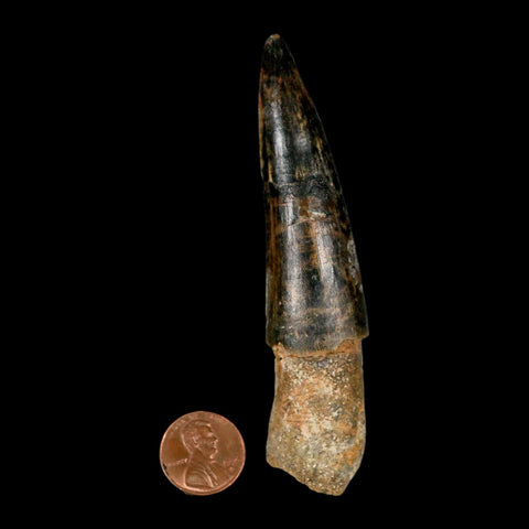 XL 3.9" Spinosaurus Fossil Tooth 100 Million Years Old Cretaceous Dinosaur COA - Fossil Age Minerals