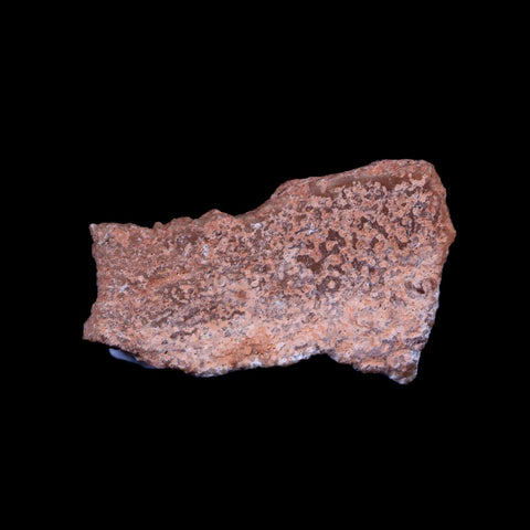 0.7" Megaloolithus Titanosaur Dinosaur Fossil Egg Shell Bouches Du Rhone France Display - Fossil Age Minerals