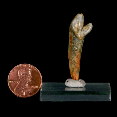 1.6" Extinct Cave Bear Ursus Spelaeus Incisor Tooth Rooted Pleistocene Age COA, Stand