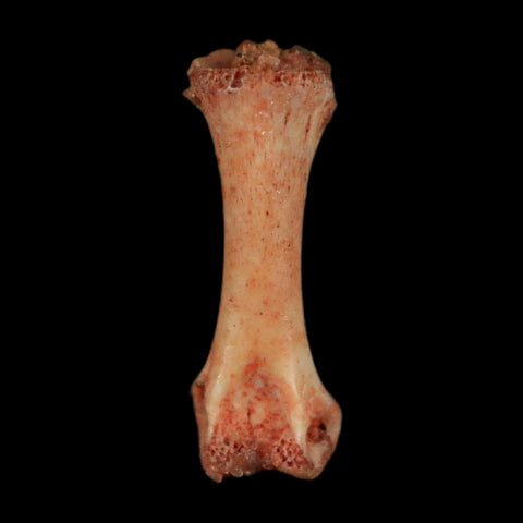 0.5" Dromaeosaurid Raptor Fossil Limb Toe Bone Cretaceous Dinosaur COA, Display