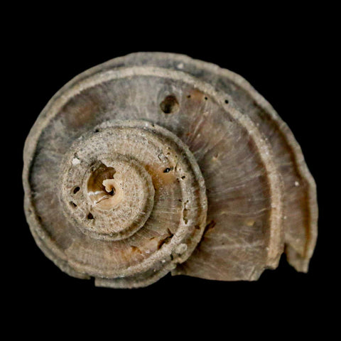 1.8" Ecphora Gardnerae Gastropod Fossil Shell Lee Creek Miocene Epoch North Carolina - Fossil Age Minerals