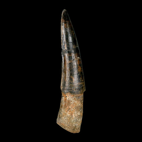 XL 3.9" Spinosaurus Fossil Tooth 100 Million Years Old Cretaceous Dinosaur COA - Fossil Age Minerals