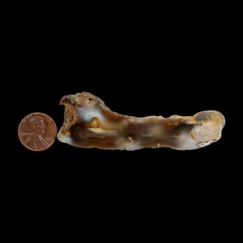 3.2" Agatized Coral Slabs Fossil Oligocene and Miocene Epochs Suwannee River Florida