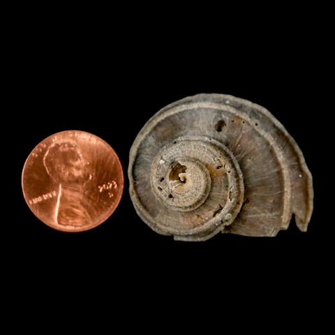1.8" Ecphora Gardnerae Gastropod Fossil Shell Lee Creek Miocene Epoch North Carolina - Fossil Age Minerals
