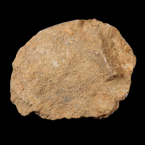 1.7" Plesiosaur Zarafasaura Tooth Fossil In Matrix Cretaceous Dinosaur Era COA - Fossil Age Minerals