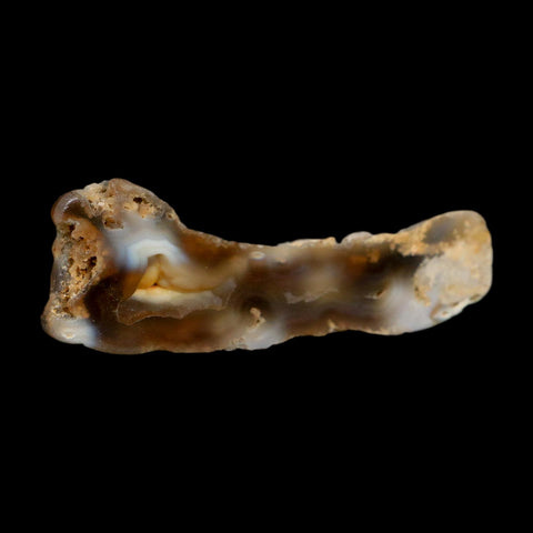 3.2" Agatized Coral Slabs Fossil Oligocene and Miocene Epochs Suwannee River Florida