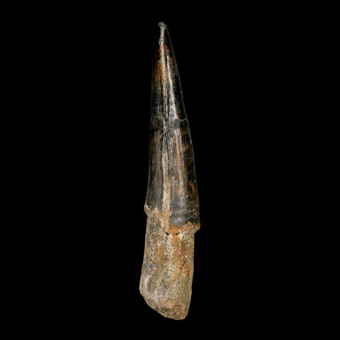 XL 3.9" Spinosaurus Fossil Tooth 100 Million Years Old Cretaceous Dinosaur COA - Fossil Age Minerals