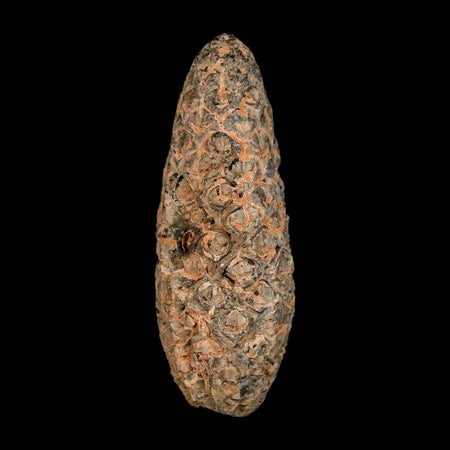 XL 2.1" Fossil Pine Cone Equicalastrobus Replaced By Agate Eocene Age Seeds Fruit