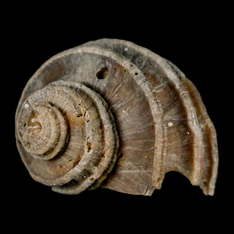 1.8" Ecphora Gardnerae Gastropod Fossil Shell Lee Creek Miocene Epoch North Carolina - Fossil Age Minerals