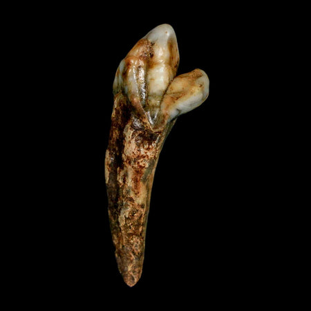 1.7" Extinct Cave Bear Ursus Spelaeus Incisor Tooth Rooted Pleistocene Age COA, Stand