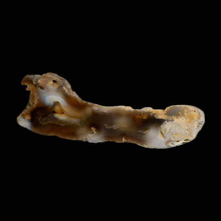 3.2" Agatized Coral Slabs Fossil Oligocene and Miocene Epochs Suwannee River Florida