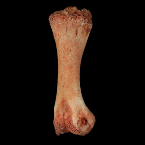 0.5" Dromaeosaurid Raptor Fossil Limb Toe Bone Cretaceous Dinosaur COA, Display