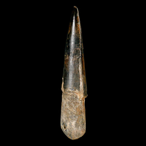 XL 3.9" Spinosaurus Fossil Tooth 100 Million Years Old Cretaceous Dinosaur COA - Fossil Age Minerals