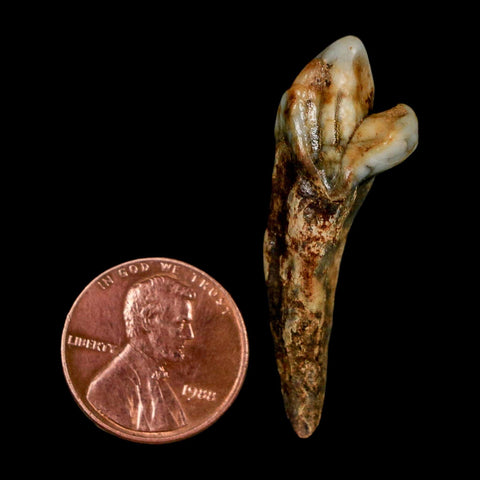 1.7" Extinct Cave Bear Ursus Spelaeus Incisor Tooth Rooted Pleistocene Age COA, Stand