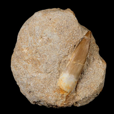 XL 2.1" Plesiosaur Zarafasaura Tooth Fossil In Matrix Cretaceous Dinosaur Era COA - Fossil Age Minerals