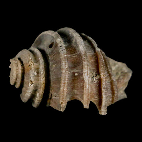 1.8" Ecphora Gardnerae Gastropod Fossil Shell Lee Creek Miocene Epoch North Carolina - Fossil Age Minerals