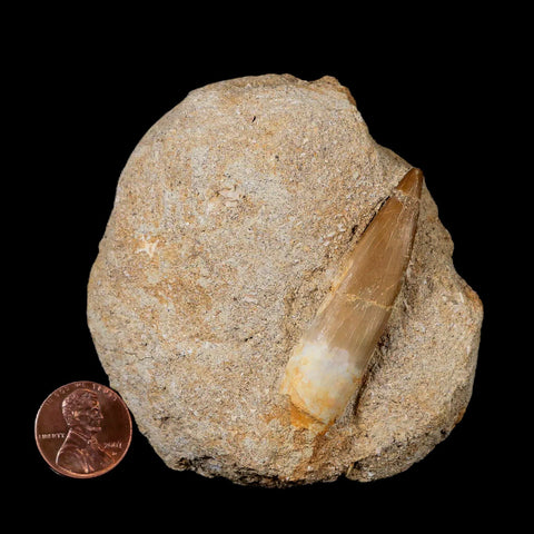 XL 2.1" Plesiosaur Zarafasaura Tooth Fossil In Matrix Cretaceous Dinosaur Era COA - Fossil Age Minerals