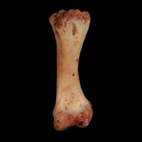 0.5" Dromaeosaurid Raptor Fossil Limb Toe Bone Cretaceous Dinosaur COA, Display