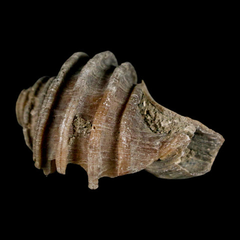 1.8" Ecphora Gardnerae Gastropod Fossil Shell Lee Creek Miocene Epoch North Carolina - Fossil Age Minerals