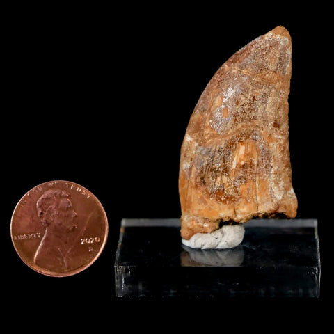 1.7" Carcharodontosaurus Fossil Tooth Cretaceous Dinosaur Morocco COA, Stand - Fossil Age Minerals